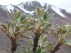 Polylepis tarapacana