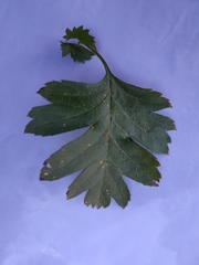 Crataegus monogyna