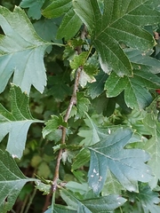 Crataegus monogyna