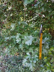 Crataegus monogyna