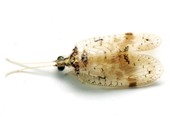 Carobius pulchellus
