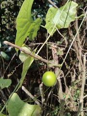 Zehneria maysorensis