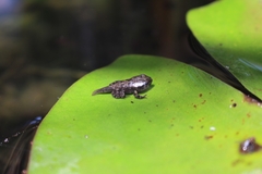 Sclerophrys gutturalis