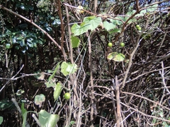 Zehneria maysorensis