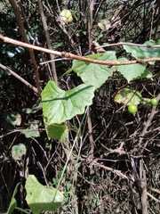 Zehneria maysorensis