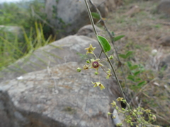 Vincetoxicum indicum