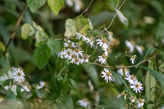 Aster ageratoides ageratoides