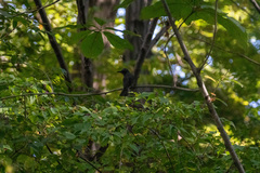 Hypsipetes amaurotis