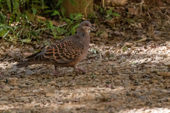 Streptopelia orientalis