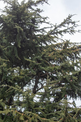 Cedrus deodara
