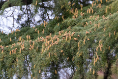 Cedrus deodara