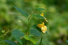 Impatiens noli-tangere