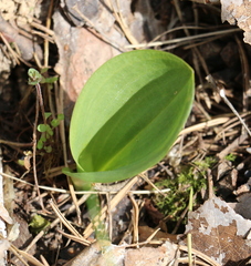 Platanthera chlorantha