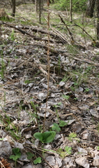 Platanthera chlorantha