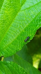 Cephalotes