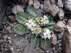 Gomphrena meyeniana