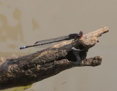Pseudagrion hamoni