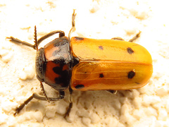 Tituboea biguttata