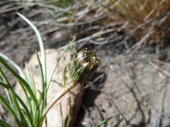 Senecio scorzonerifolius