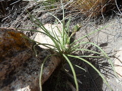Senecio scorzonerifolius