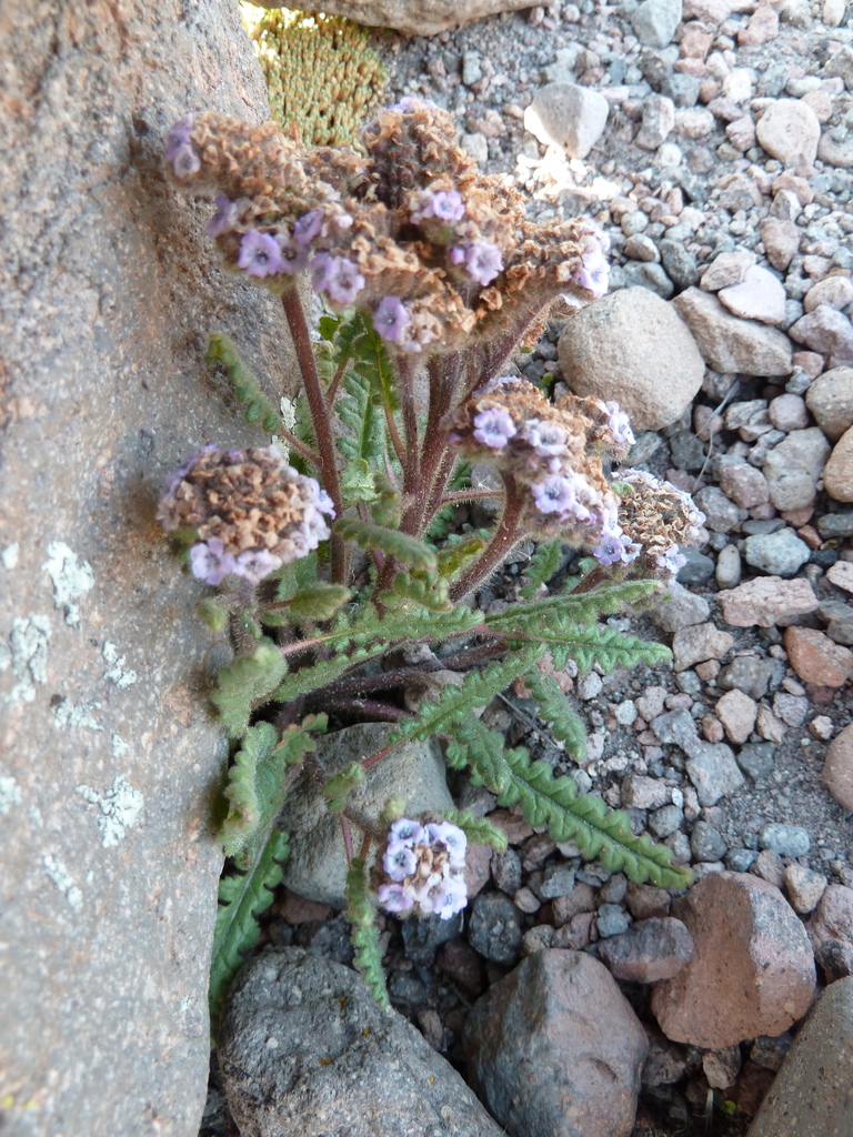 Phacelia nana