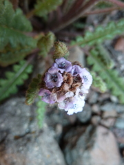 Phacelia nana