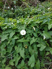 Calystegia sepium