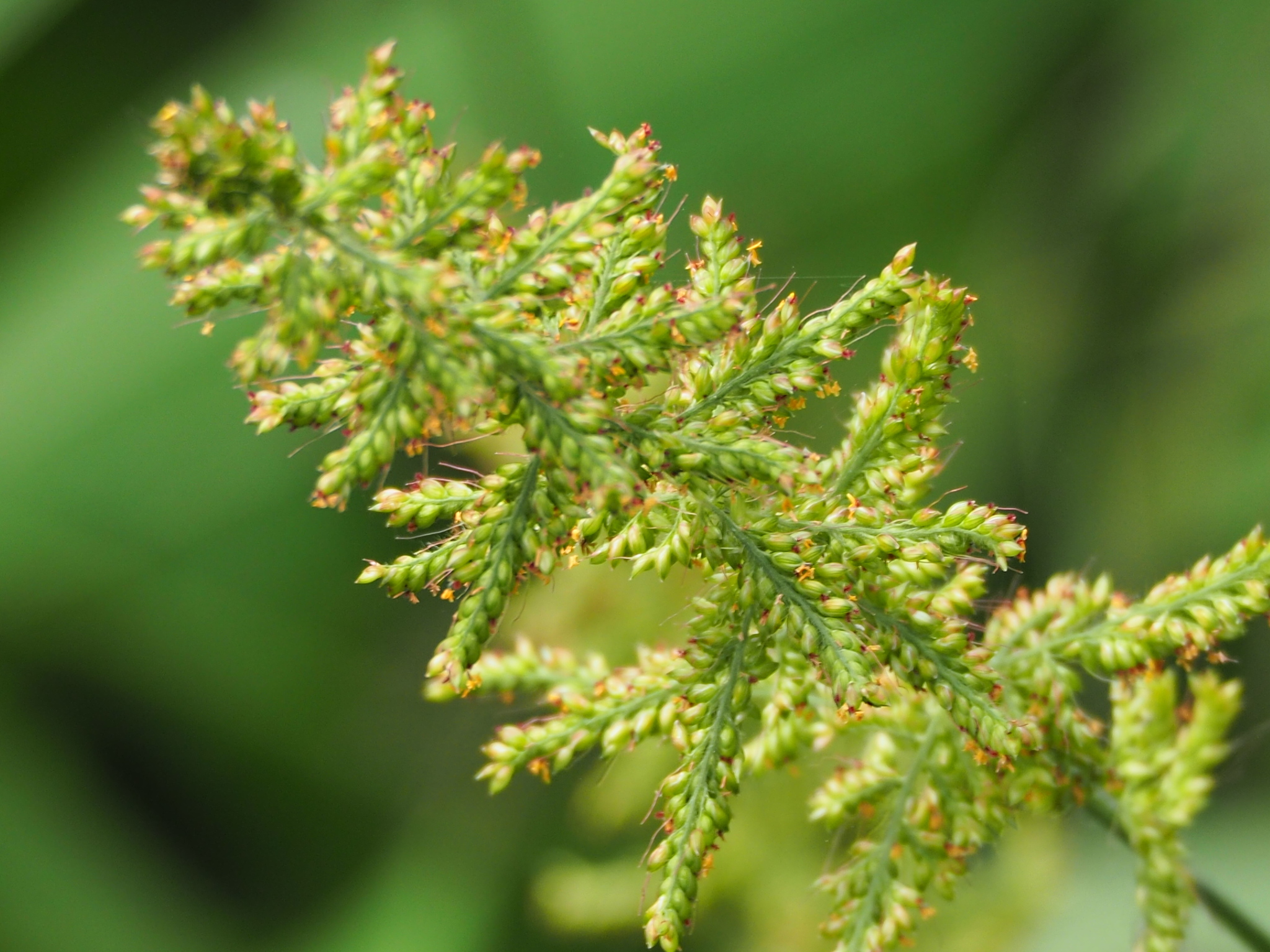 Setaria barbata