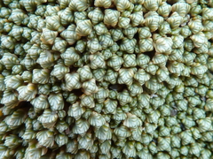 Pycnophyllum tetrastichum