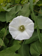 Calystegia sepium