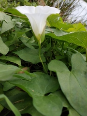 Calystegia sepium