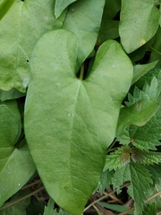 Calystegia sepium