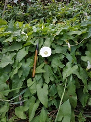 Calystegia sepium