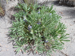 Lupinus subacaulis