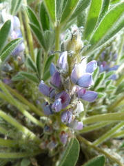 Lupinus subacaulis