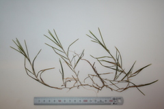 Potamogeton strictifolius