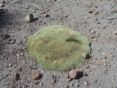 Pycnophyllum tetrastichum