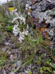 Silene jeniseensis