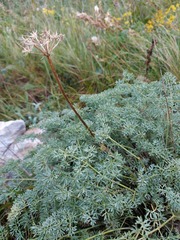 Phlojodicarpus sibiricus