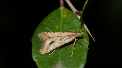 Diasemia monostigma
