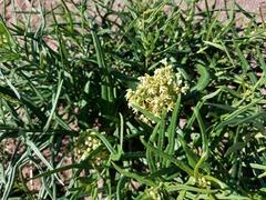 Vincetoxicum sibiricum