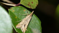 Diasemia monostigma