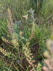 Lepidium apetalum