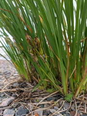 Iris lactea biglumis