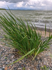 Iris lactea biglumis