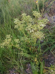 Cnidium dauricum