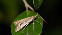 Diasemia monostigma