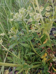 Cnidium dauricum