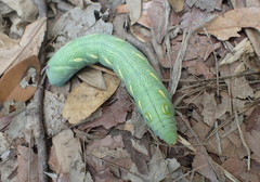 Theretra pallicosta