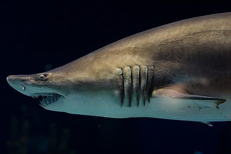 Tiger Shark (MatBio: FISHES - Matanzas Biodiversity) · iNaturalist